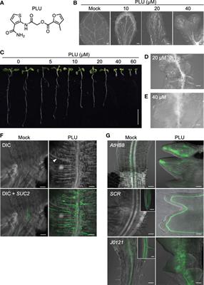 Identification of a pluripotency-inducing small compound, PLU, that induces callus formation via Heat Shock Protein 90-mediated activation of auxin signaling